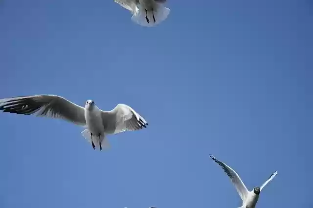 Free download Sky Bird Seagull -  free photo or picture to be edited with GIMP online image editor