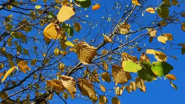 Free download Sky Blue Autumn -  free photo or picture to be edited with GIMP online image editor