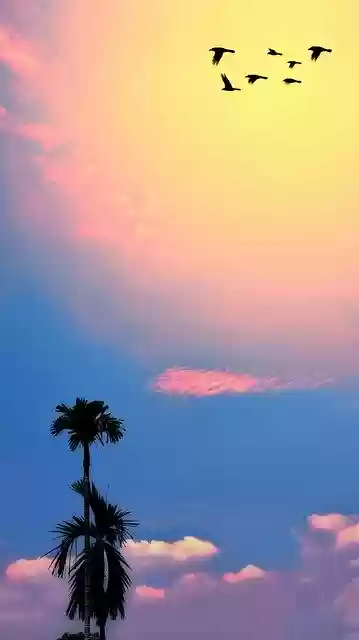 Free download Sky Clouds Flying Birds -  free photo or picture to be edited with GIMP online image editor