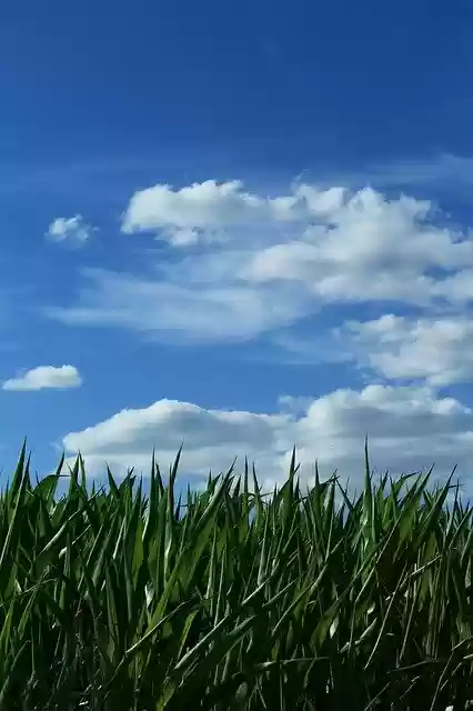 Free download Sky Corn Horizon -  free photo or picture to be edited with GIMP online image editor