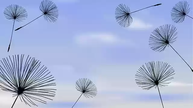 Free download Sky Flowers Nature -  free illustration to be edited with GIMP free online image editor