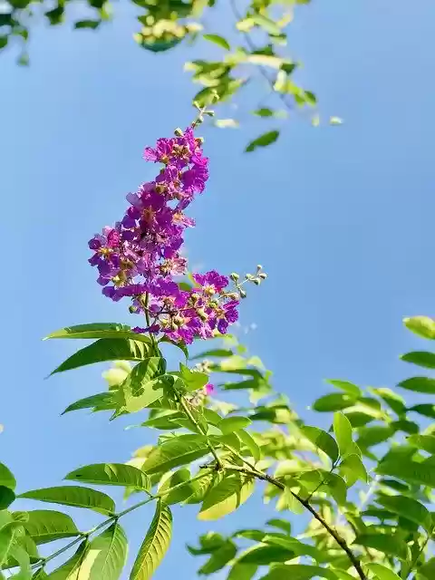 Free download Sky Flowers Summer -  free free photo or picture to be edited with GIMP online image editor