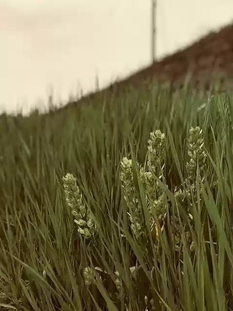 Free download Sky Green Field -  free photo or picture to be edited with GIMP online image editor