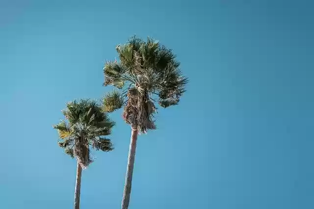 Free download Sky Palm Tree -  free photo or picture to be edited with GIMP online image editor
