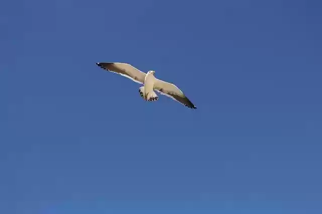 Free download Sky Seagull Blue -  free free photo or picture to be edited with GIMP online image editor