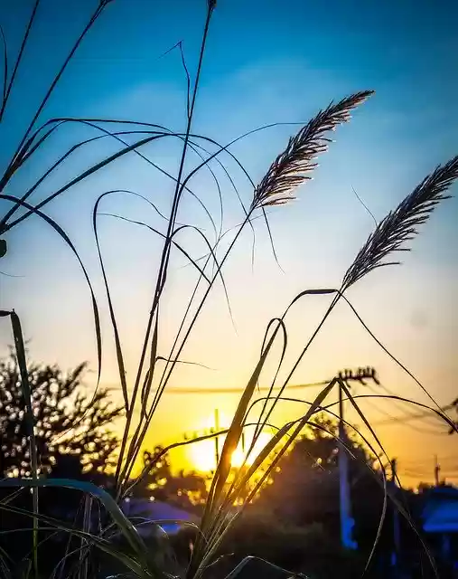 Free download Sky West Grass -  free free photo or picture to be edited with GIMP online image editor