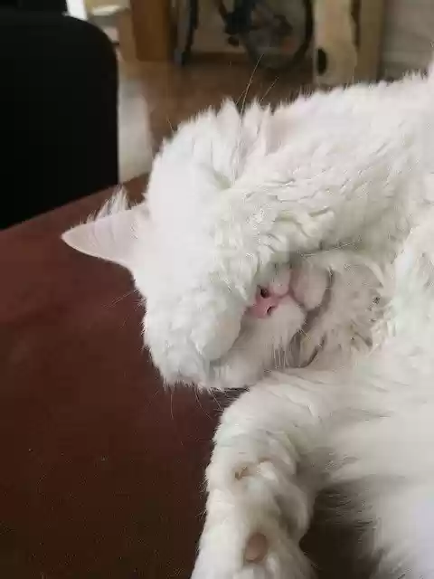 Sleeping Cat  screen for extension Chrome web store in OffiDocs Chromium