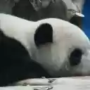 Sleeping Panda  screen for extension Chrome web store in OffiDocs Chromium