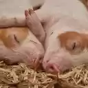 Sleeping pig  screen for extension Chrome web store in OffiDocs Chromium
