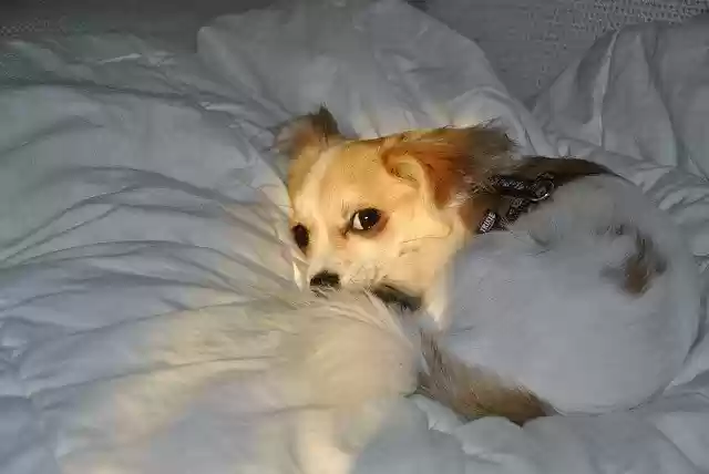 Free download Sleep Sweet Tired -  free free photo or picture to be edited with GIMP online image editor