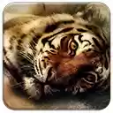 Sleepy Tiger  screen for extension Chrome web store in OffiDocs Chromium