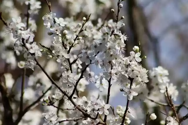 Free download sloe blackthorn flowers free picture to be edited with GIMP free online image editor