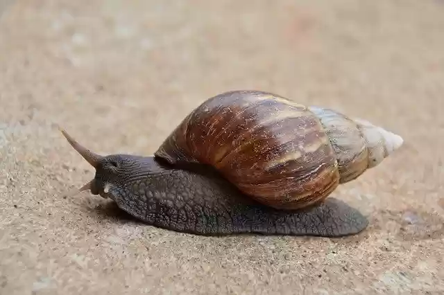 Free download Slug Snail Mollusk -  free photo or picture to be edited with GIMP online image editor
