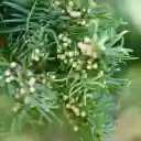 Small bunch of pine cones  screen for extension Chrome web store in OffiDocs Chromium