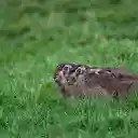 Small eared brown rabbit on the grass  screen for extension Chrome web store in OffiDocs Chromium