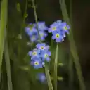 Small Five Petal Flower  screen for extension Chrome web store in OffiDocs Chromium