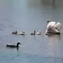 Small flock of swans  screen for extension Chrome web store in OffiDocs Chromium