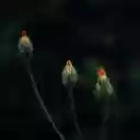 Small flower buds  screen for extension Chrome web store in OffiDocs Chromium