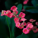 Small flowers  screen for extension Chrome web store in OffiDocs Chromium