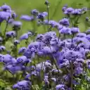 Small fragrant green flowers  screen for extension Chrome web store in OffiDocs Chromium