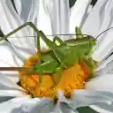 Small grasshopper and flower  screen for extension Chrome web store in OffiDocs Chromium