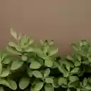 شاشة شجرة خضراء صغيرة لامتداد متجر Chrome الإلكتروني في OffiDocs Chromium