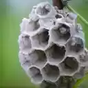Small honeycomb and young pupa  screen for extension Chrome web store in OffiDocs Chromium