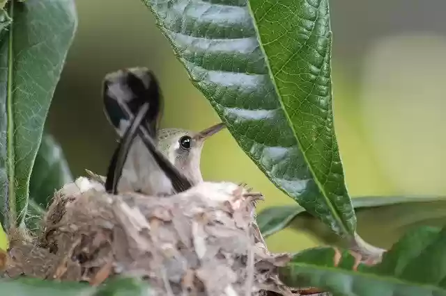Gratis download Small Hummingbird Nature Nest - gratis gratis foto of afbeelding om te bewerken met GIMP online afbeeldingseditor