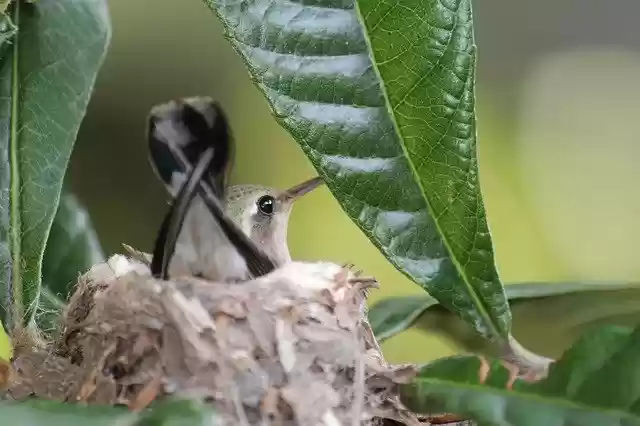 Free download Small Hummingbird Nature Nest -  free free photo or picture to be edited with GIMP online image editor