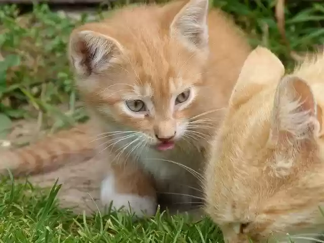 Free download Small Kitten Cat -  free photo or picture to be edited with GIMP online image editor