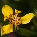 Small Orchid  screen for extension Chrome web store in OffiDocs Chromium