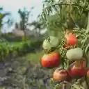 Small, pretty ripe tomatoes  screen for extension Chrome web store in OffiDocs Chromium