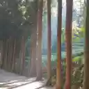 Small road and large trees  screen for extension Chrome web store in OffiDocs Chromium