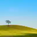 Small Tree on Grassy Hill  screen for extension Chrome web store in OffiDocs Chromium