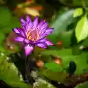 Small Water Lily  screen for extension Chrome web store in OffiDocs Chromium