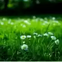 Small white chrysanthemums bloom  screen for extension Chrome web store in OffiDocs Chromium