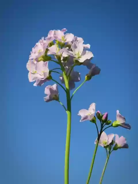 Free download Smock Herb Blossom -  free photo or picture to be edited with GIMP online image editor