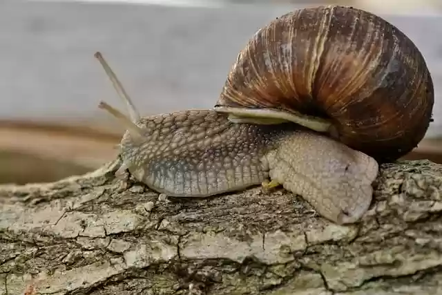 Free download snail animal mollusc snail species free picture to be edited with GIMP free online image editor