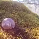 Snail crawling on moss in the sun  screen for extension Chrome web store in OffiDocs Chromium