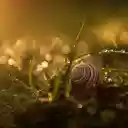 Snail crawling on the grass  screen for extension Chrome web store in OffiDocs Chromium