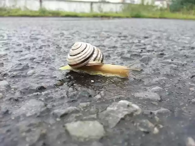 Free download Snail Crustacean Coil -  free photo or picture to be edited with GIMP online image editor