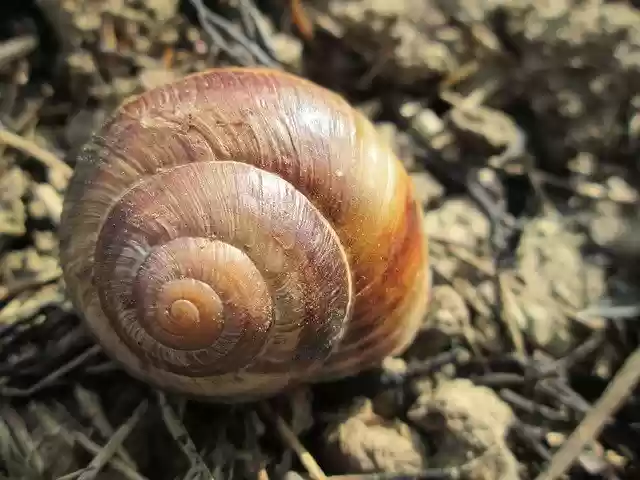 Free download Snail Earth Shell -  free photo or picture to be edited with GIMP online image editor