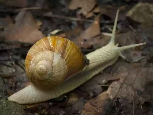 Free download Snail House Autumn -  free photo or picture to be edited with GIMP online image editor