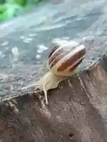 Free download Snail HWBL 01 003 free photo or picture to be edited with GIMP online image editor