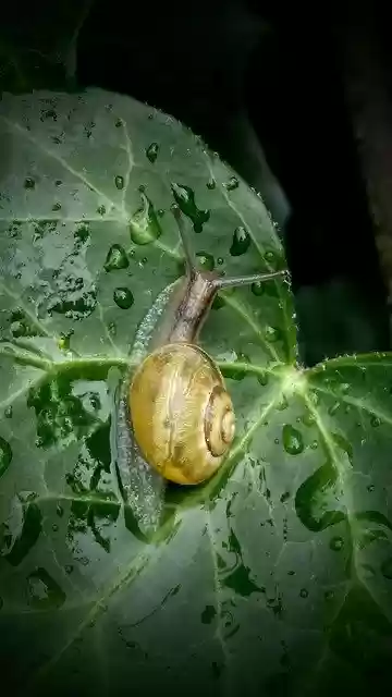 Free download Snail Ivy Leaf -  free photo or picture to be edited with GIMP online image editor