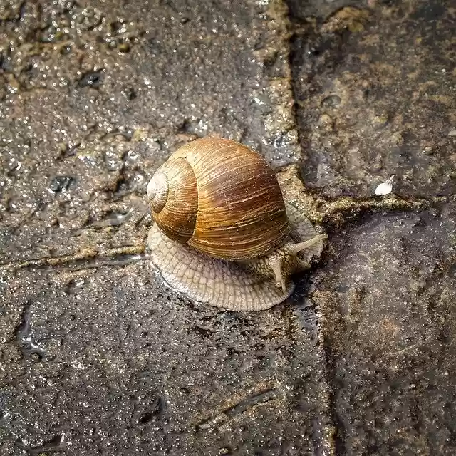 Free download Snail Molluscum Shell -  free photo or picture to be edited with GIMP online image editor
