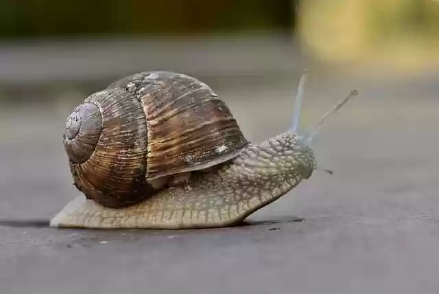 Free download snail mollusk animal snail shell free picture to be edited with GIMP free online image editor