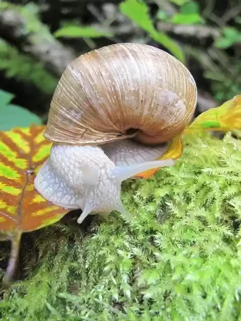 Free download Snail Moss Shell -  free photo or picture to be edited with GIMP online image editor