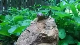 Free download Snail Nature Slowly -  free video to be edited with OpenShot online video editor