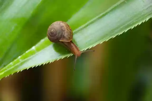 Free download snail rain foliage close up slow free picture to be edited with GIMP free online image editor